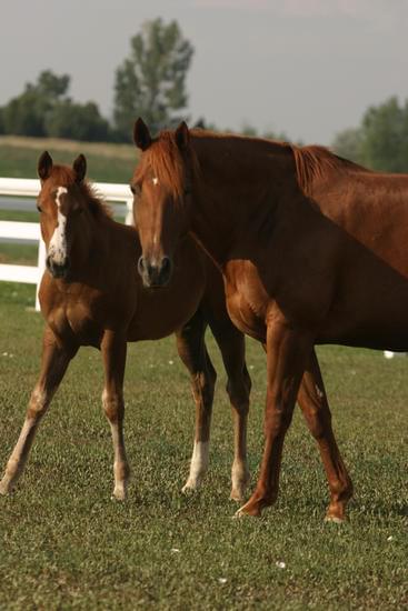 mare and foal 1